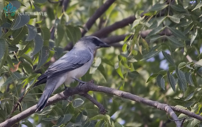 Large Cuckoo-shrike